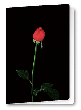 3D Card Rose