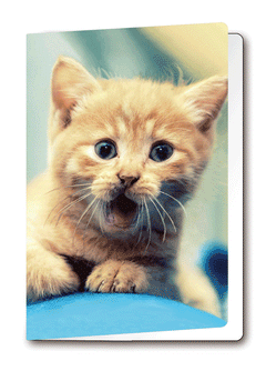 3D-Card Kitten