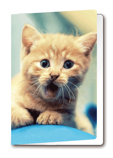 3D-Card Kitten