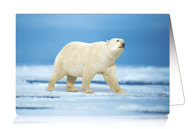 3D-0941: 3D Card Polar Bear (6pcs/pk)-zoom-