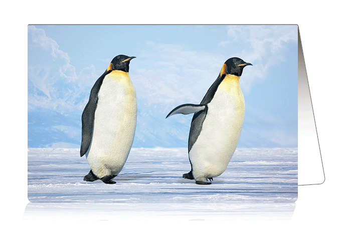 3D-0942: 3D Card Penguins (6pcs/pk)-zoom-