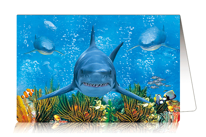 3D Card Shark