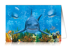 3D Card Shark