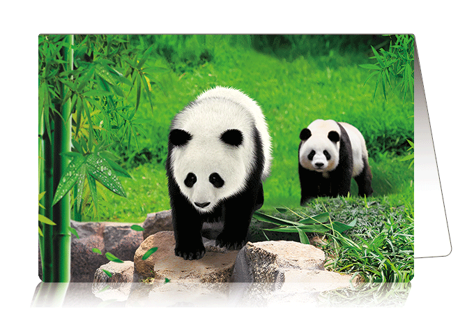 3D Card Pandas