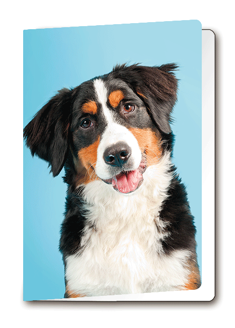 3D Card Dog