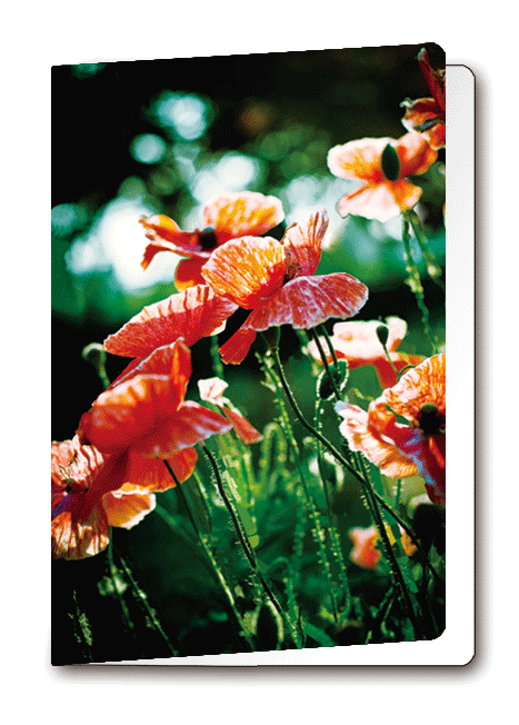 3D-0971: 3D Card Poppies (6pcs/pk)-zoom-