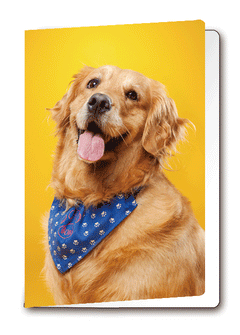 3D Card Dog
