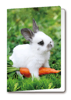 3D Card Rabbit