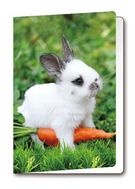 3D Card Rabbit
