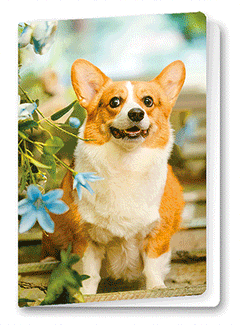 3D Card Corgi