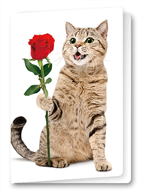 3D Card Cat